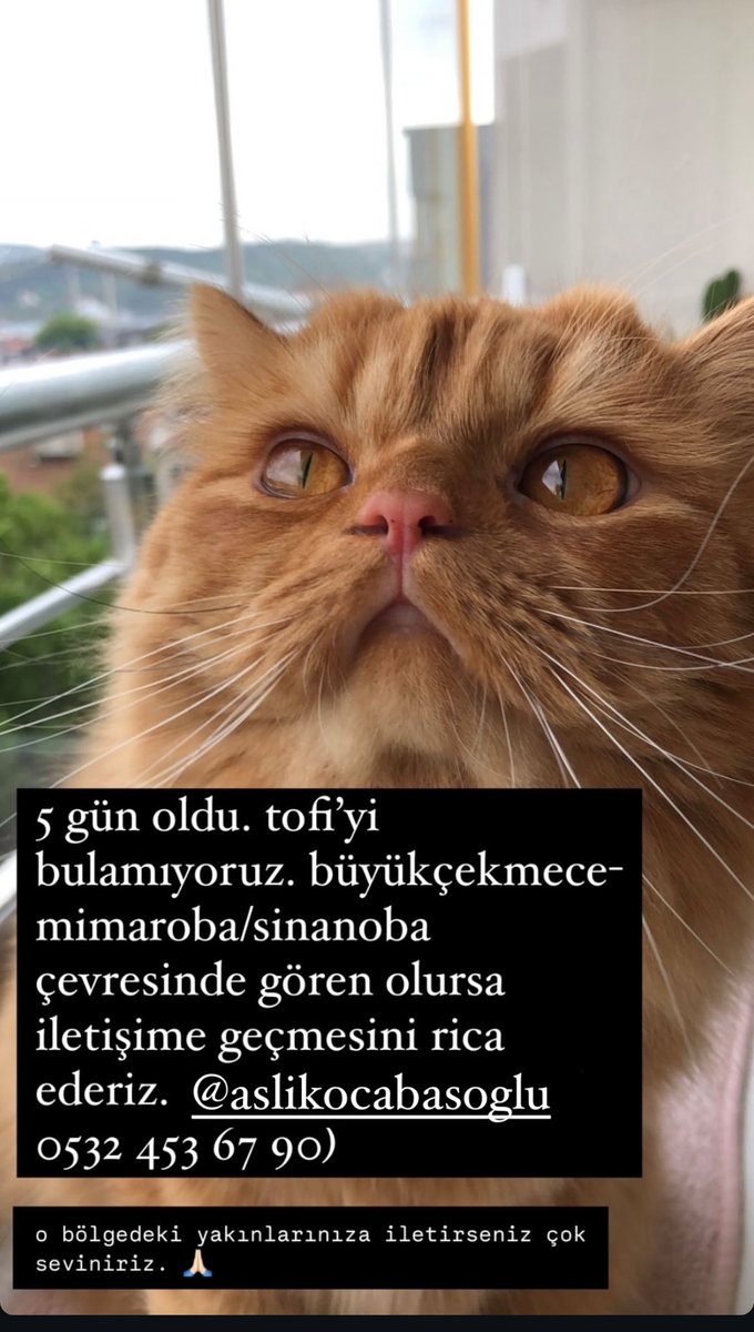 patisever 🐾🐱🐶 tweet media