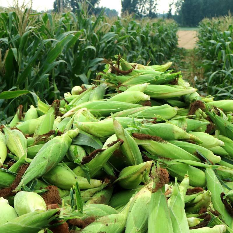 Agribusiness Media tweet media