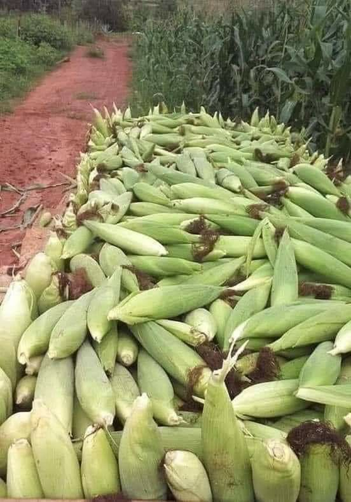 Agribusiness Media tweet media