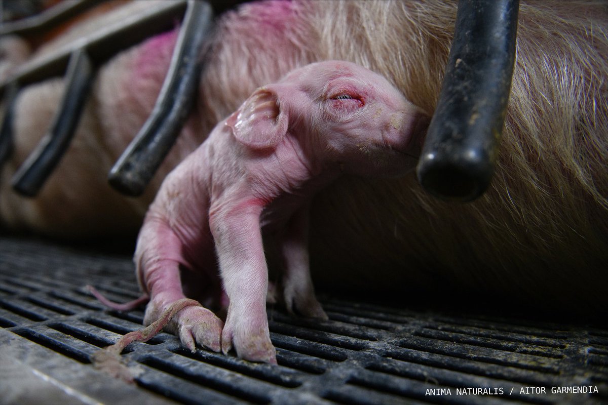 Vuestro cochinillo de Navidad…