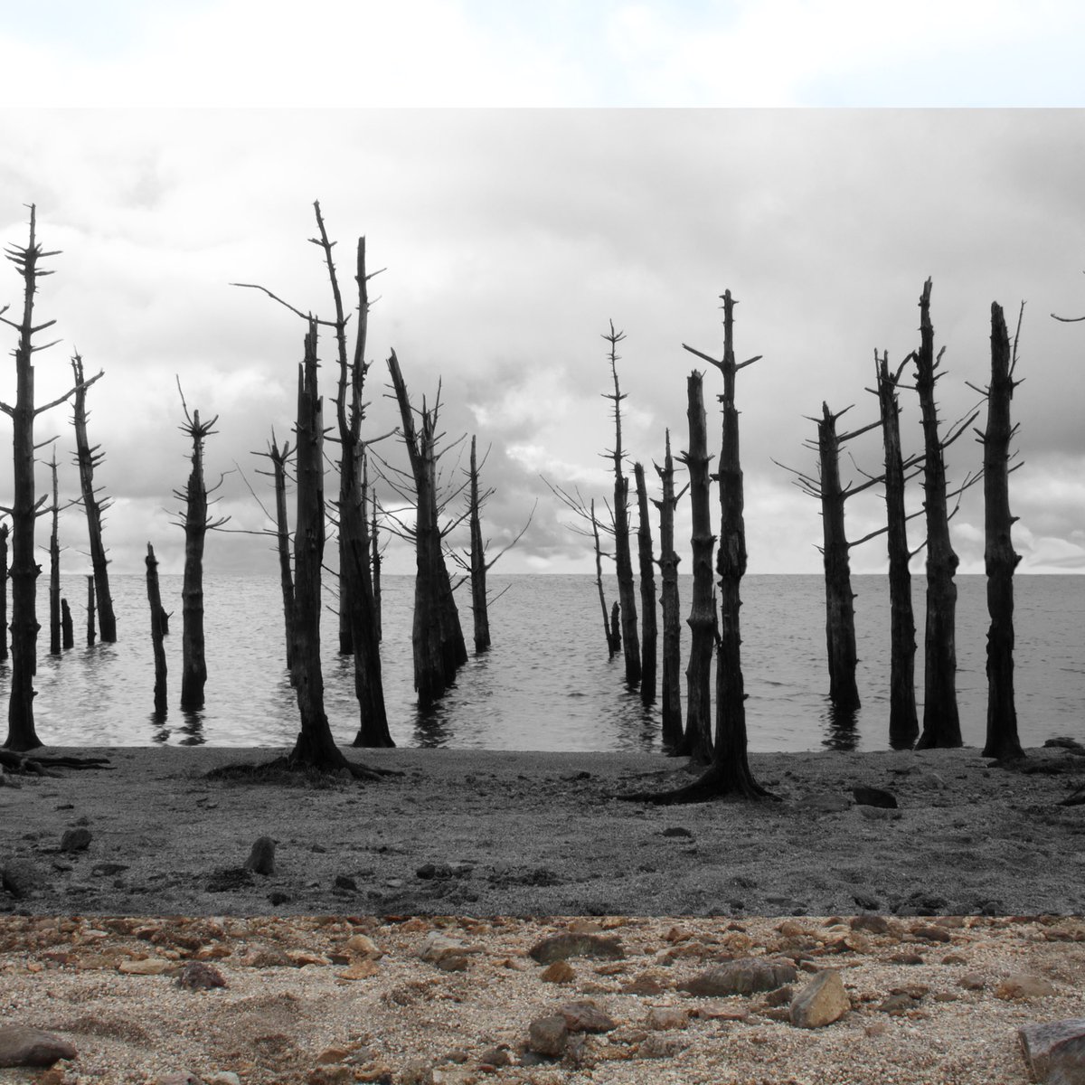 Did you know our first album cover wasn't taken at the Mouth of the River Cober, but at Colliford Lake, Cornwall?

The trees were petrified after a decision to flood the land to make a reservoir. Each year emerging from their watery grave, standing tall in defiance of their fate