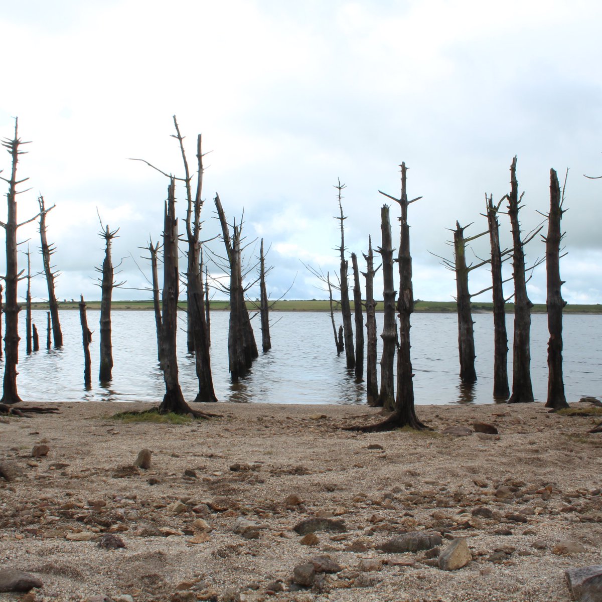 CoberMouth's tweet photo. Did you know our first album cover wasn't taken at the Mouth of the River Cober, but at Colliford Lake, Cornwall?

The trees were petrified after a decision to flood the land to make a reservoir. Each year emerging from their watery grave, standing tall in defiance of their fate https://t.co/IWPfFzkPw5