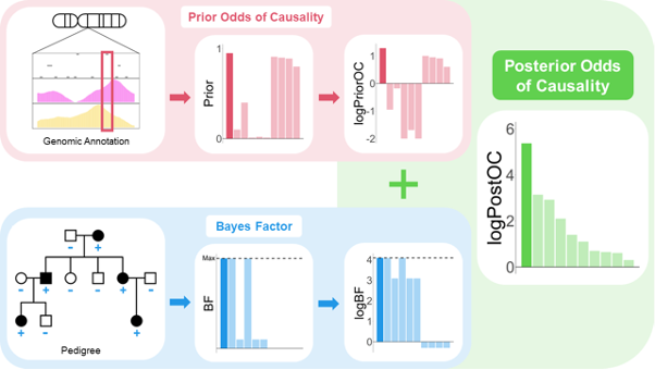 PGCgenetics's tweet photo. Identifying plausible disease-causing variants from pedigree WGS data, within a robust statistical framework is challenging. Introducing BICEP: a Bayesian inference tool for rare variant causality evaluation in pedigree-based cohorts. Publication imminent!
https://t.co/viY01aiR3Y https://t.co/FBoAVOgQbG