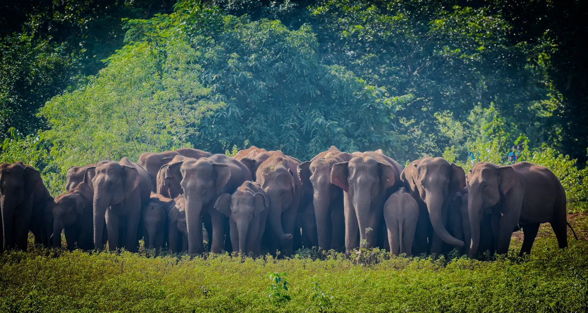 jd_pati's tweet photo. 🐘🐘🐘wholehearted participation 😁😁😁#All Odisha Elephant Census #2024 #Winter https://t.co/ZcuKkbd18F