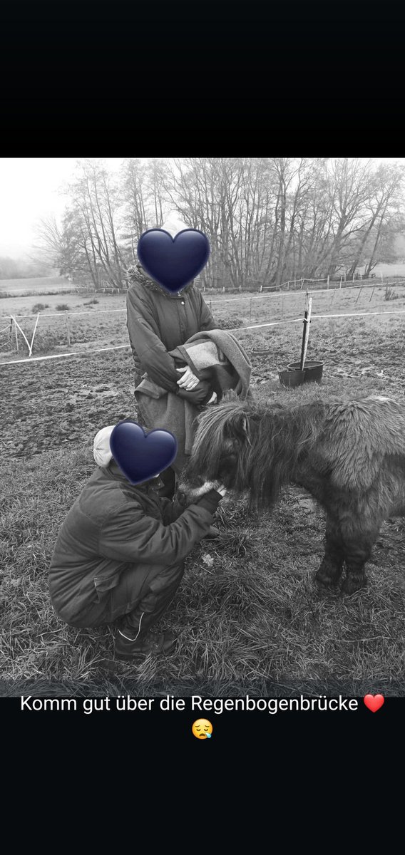 Dystopie_'s tweet photo. Er ist gestern früh gegangen...

Es blieb nur die Wahl: im kleinen Kreis durch den bekannten Tierarzt, oder hinterrücks durch die Amtstierärztin mit Polizei und Gaffern, sobald wir den Stall verlassen...

Der Tierarzt war selbst entsetzt. Hansi hätte nicht sterben müssen... https://t.co/Wlp6Nkmntf