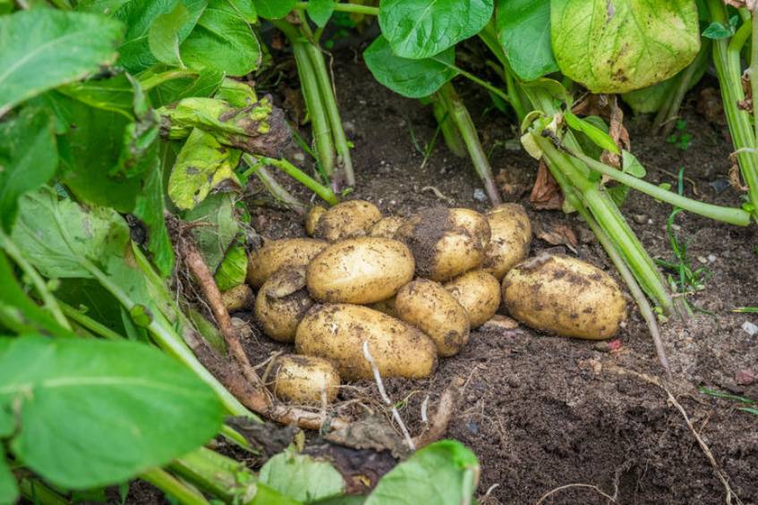 agroscope's tweet image. 🗒️ La liste suisse des variétés de #PommesDeTerre 2025 comprend 76 variétés. Elle est complétée par une actualisation de la sensibilité au #mildiou ainsi qu’une correction des normes pour la fertilisation azotée.
➡️ agroscope.admin.ch/agroscope/fr/h…