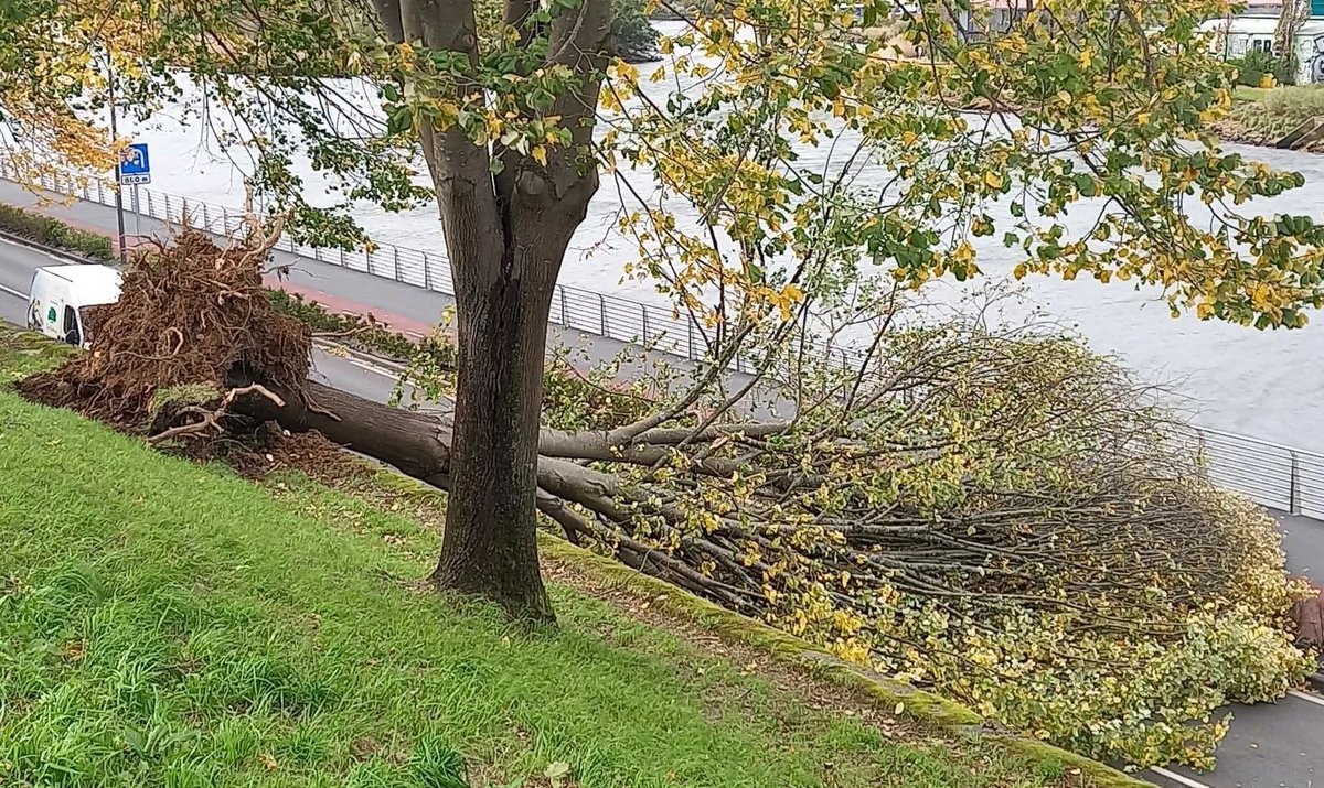 SOSterritorios's tweet photo. Cae uno de los emblemáticos #Tilos de #ARTIA por fuertes vientos.
@Irun_informa, conocido por su #Arborincultura y #Dendrofobia, aprovecha para talar otros 4 tilos contiguos.
El gran #Riesgo es ser #Árbol en #IRUN y entre tantos #Arborinazis.
NO les importa que estén protegidos‼️ https://t.co/zw2v5lJ5sT