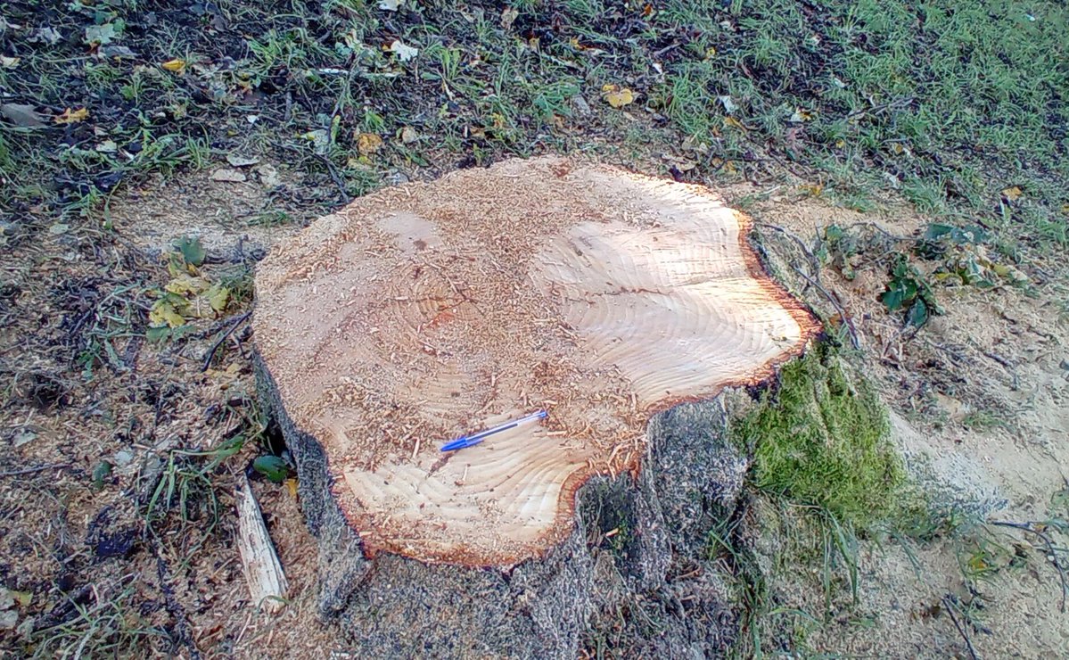 SOSterritorios's tweet photo. Cae uno de los emblemáticos #Tilos de #ARTIA por fuertes vientos.
@Irun_informa, conocido por su #Arborincultura y #Dendrofobia, aprovecha para talar otros 4 tilos contiguos.
El gran #Riesgo es ser #Árbol en #IRUN y entre tantos #Arborinazis.
NO les importa que estén protegidos‼️ https://t.co/zw2v5lJ5sT