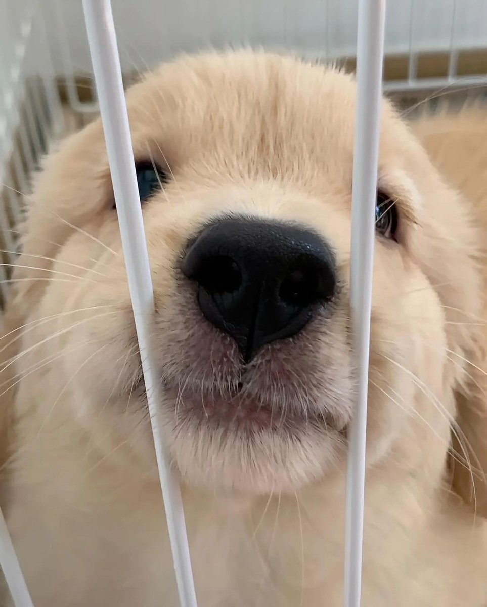 dogs so cute that could save the world tweet media