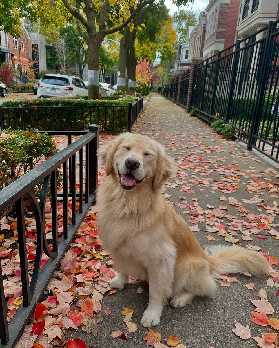 dogssaveworld's tweet photo. https://t.co/0hMFxMxaWe
