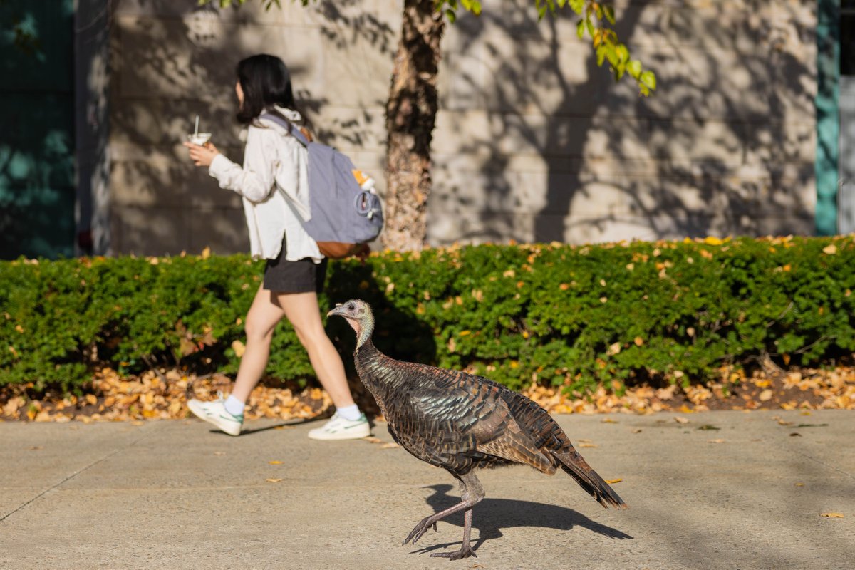 Brandeis University tweet media