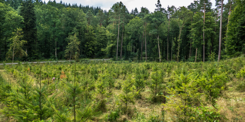 Many studies have suggested that reforestation of a trillion trees could potentially remove a significant amount of carbon dioxide from the atmosphere. For instance, a study published in Science found that there's enough suitable unused land on the globe for reforestation to
