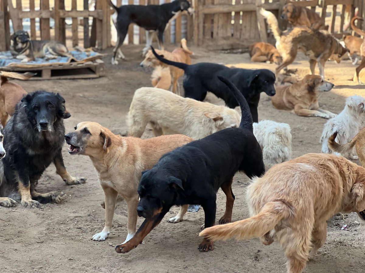 centaurus_found's tweet photo. 🇪🇬 We’re in Egypt! 💪🏻 Today, we arrived at the shelter we’ve been supporting for so long — all thanks to YOU! 😍

Every little bit of help makes a huge difference, and we’ll do everything we can right here on the ground. 🐾

Thank you for your support! Keep your fingers crossed for these pups — they need all the luck they can get! 🍀❤️