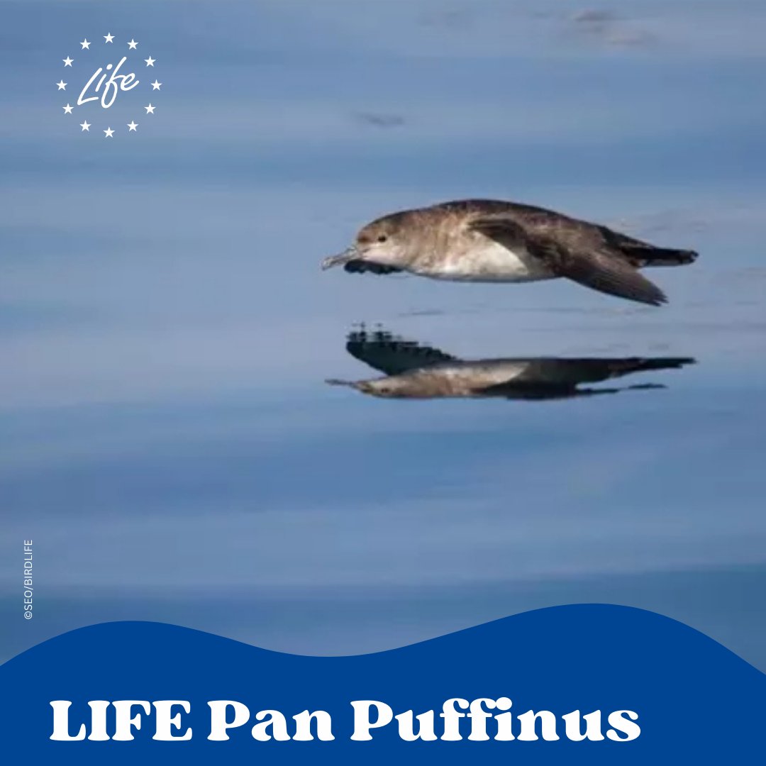 Collaborative action form marine LIFE 🌊

Spain, France, Greece, Malta &amp; Portugal team up with fishers and NGOs under #LIFEProject <a href="/MaltaSeabirds/">LIFE PanPuffinus!</a> to reduce accidental seabird 🪿 capture &amp; promote sustainable fishing🐟

👉Read more: tco.li/omz77

#LIFEProgramme