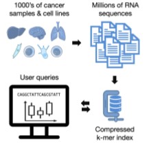 CRCT-Oncopole (@crctoncopole) on Twitter photo 🇫🇷Transipedia : projet pour l’exploration de séquences à grande échelle et application pour le cancer. Article publié par <a href="/ChloeBessiere/">Chloé BESSIERE</a> et <a href="/DGautheret/">Daniel Gautheret</a> équipe <a href="/RnbloodC/">RnBlood_CRCT</a> dans <a href="/GenomeBiology/">Genome Biology</a> oct 2024.
➡️crct-inserm.fr/transipedia-pr… 🇫🇷Transipedia : projet pour l’exploration de séquences à grande échelle et application pour le cancer. Article publié par <a href="/ChloeBessiere/">Chloé BESSIERE</a> et <a href="/DGautheret/">Daniel Gautheret</a> équipe <a href="/RnbloodC/">RnBlood_CRCT</a> dans <a href="/GenomeBiology/">Genome Biology</a> oct 2024.
➡️crct-inserm.fr/transipedia-pr…