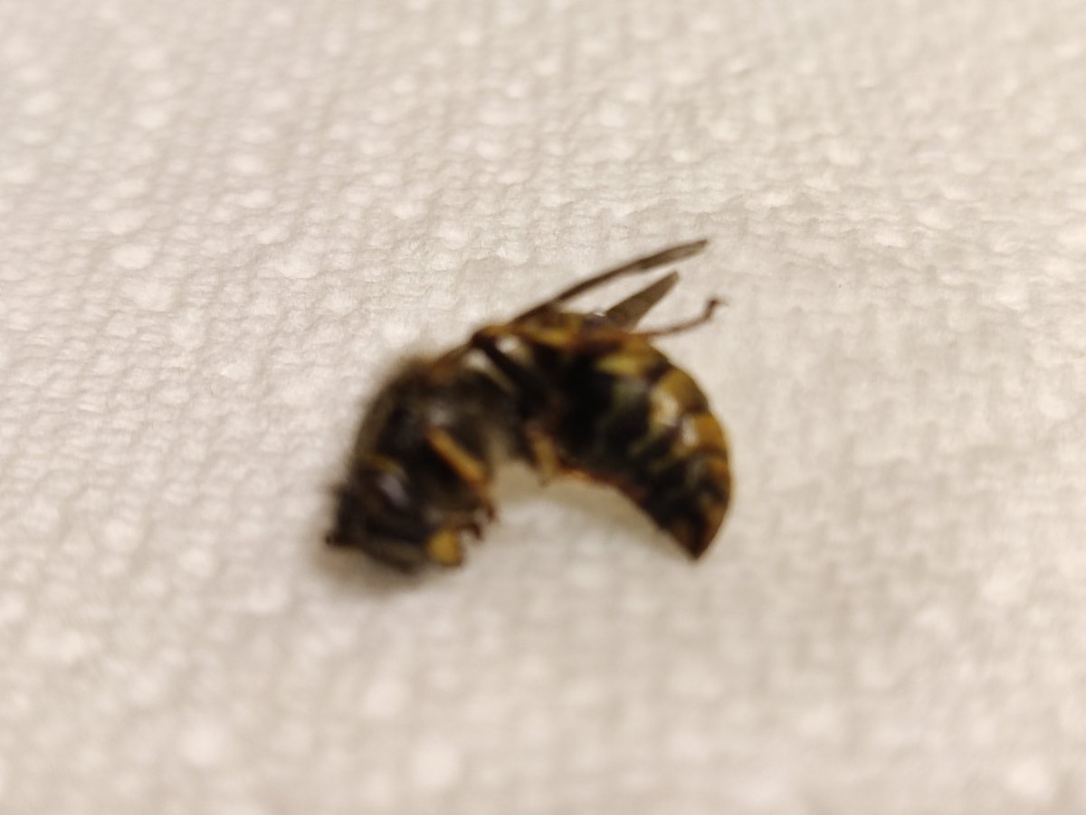 Inactive_Vin's tweet photo. Errm, not what I would have wanted to find in my cornflakes this morning. 🤮
@KelloggsUKI @kelloggshelp_uk @Tesco https://t.co/EB8kz4ayJa
