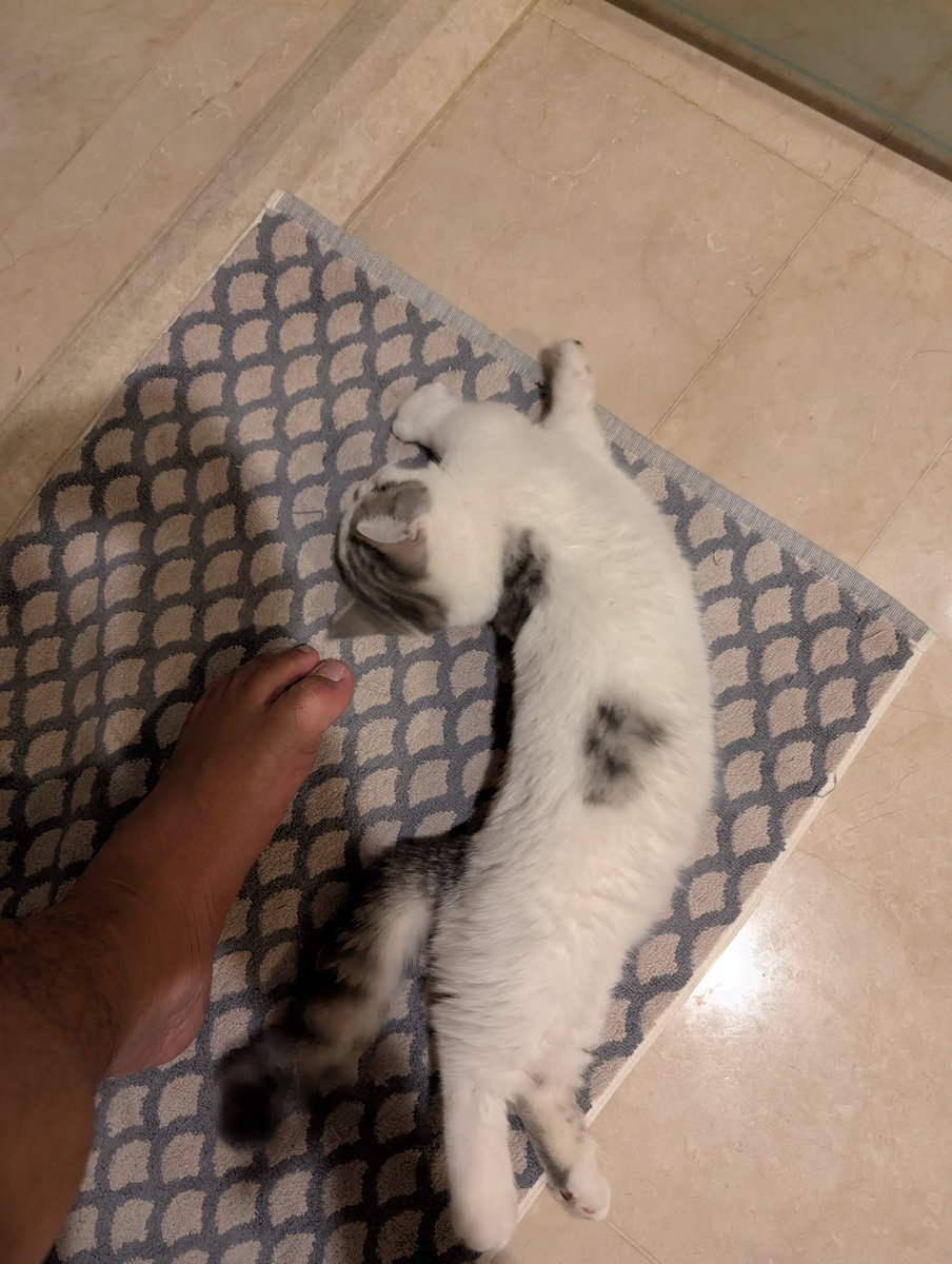 punya anabul hobi mleyot