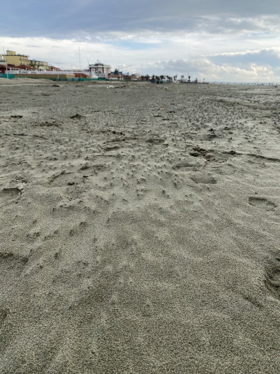 BPOsteopath's tweet image. Drumlin swarm on the beach after strong winds pushed the water farther up the beach. No glaciers here in Tuscany… #ScaleInvariance #DrumlinSwarm #Catastrophism
@randallwcarlson @SnkBrs @CosmicTusk