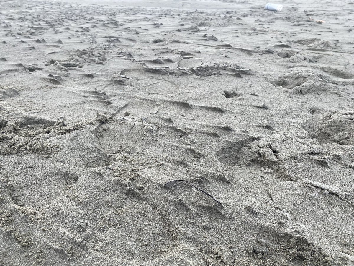 BPOsteopath's tweet image. Drumlin swarm on the beach after strong winds pushed the water farther up the beach. No glaciers here in Tuscany… #ScaleInvariance #DrumlinSwarm #Catastrophism
@randallwcarlson @SnkBrs @CosmicTusk