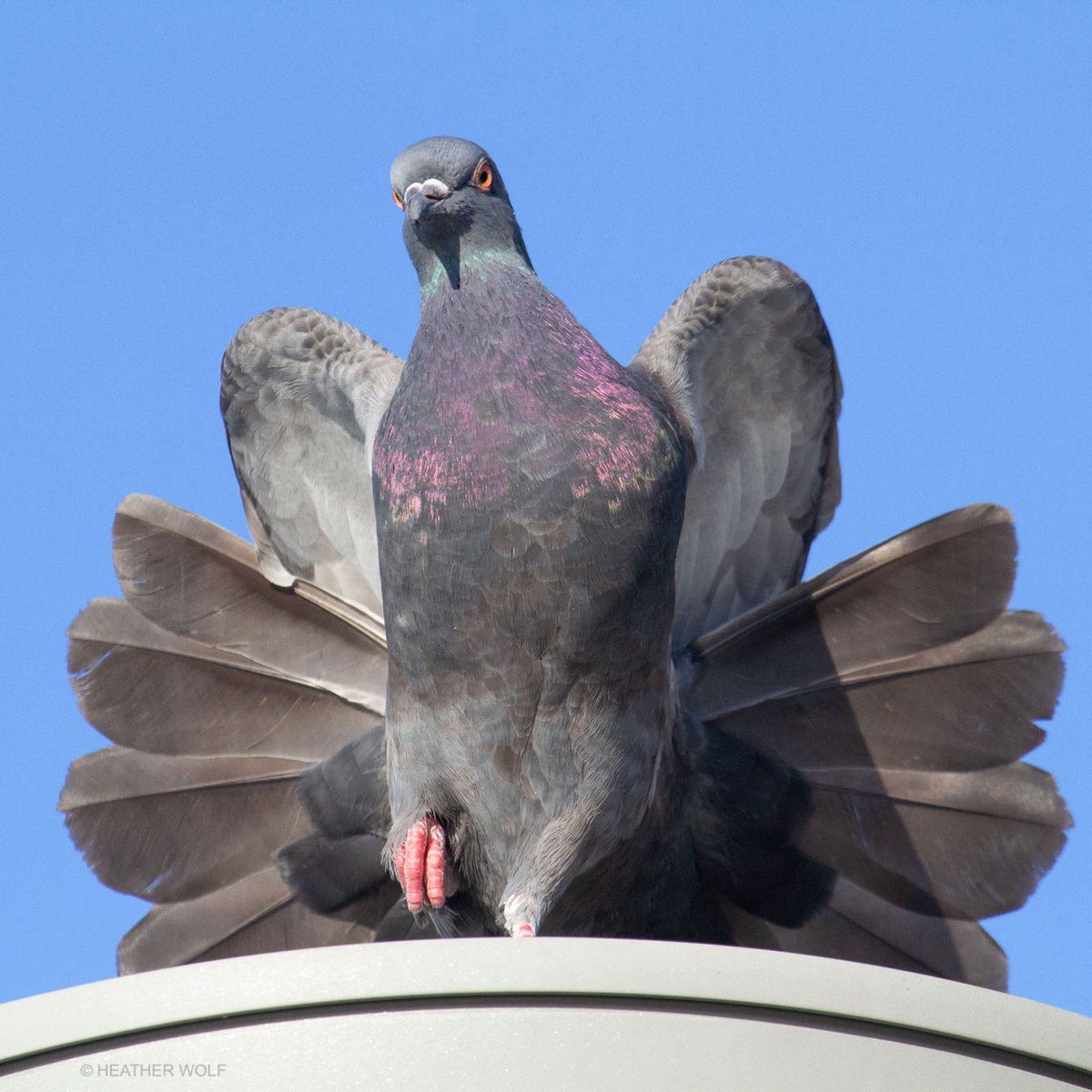 Heather Wolf tweet media