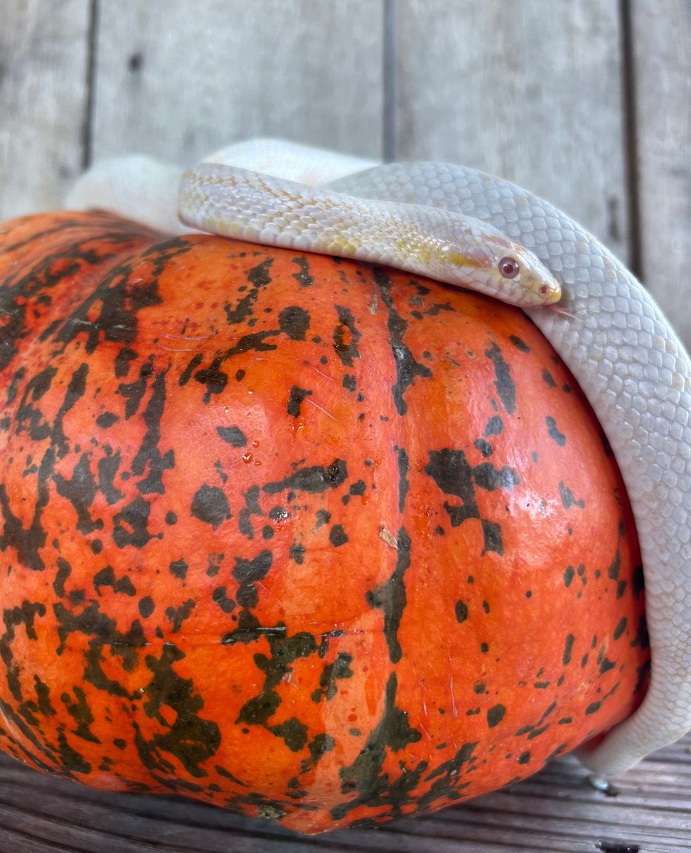 🥧 Happy Thanksgiving from all of the animals and staff at Rescue Ranch! 🍽️ 

We are thankful for each and every one of you and for your continued support. 🙏

#Thankful #RescueRanch