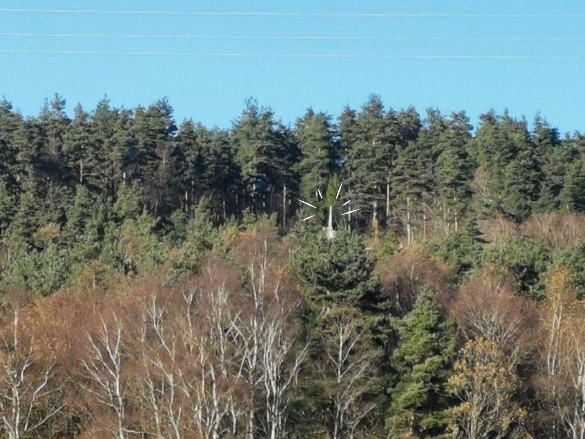 #Cofor15 Les enfants de la Forêt pédagogique de Clavières pourront observer l'évolution de leur parcelle lors de leur prochaine visite. Objectif atteint : la stèle est désormais de nouveau visible depuis la route. Rdv le 14.03 pour une journée sur l'utilisation des bois coupés !