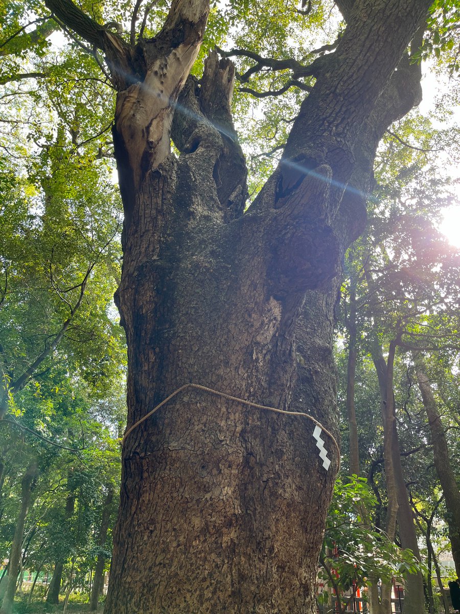 神戸市にある「生田神社」に行ったことのない人はいってみて。阪神淡路大震災から復興し、1800年もの歴史ある神社。境内には本殿以外にも小さな社(やしろ)がたくさん。緑深い生田の森や繁華街から直ぐの場所にあるのも魅力。縁結びや恋愛成就、再生や勝利の神様とも言われ、もっとすごい事は⬇️