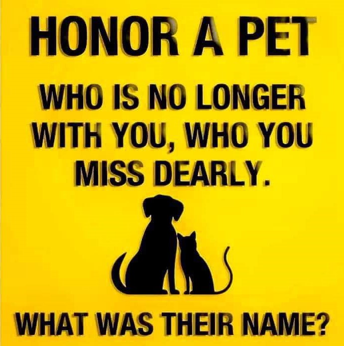 𝕏 Dogs tweet media