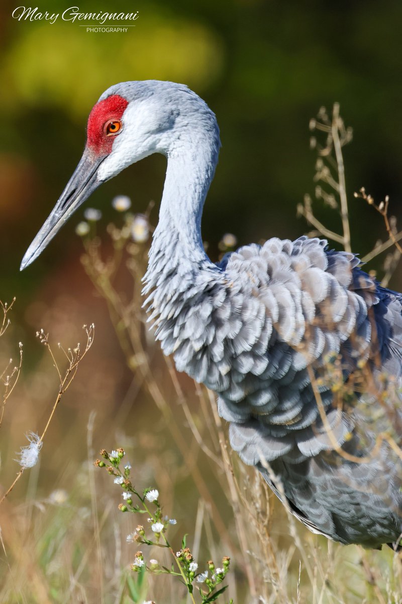 MaryGemignani's tweet photo. Sandhill Crane. https://t.co/oFyYwjFfw6