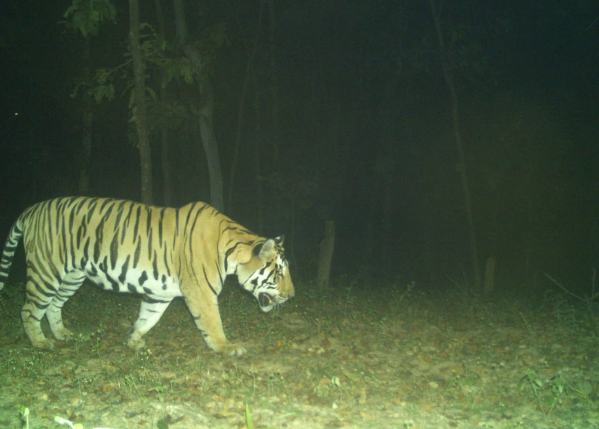 TrKanha's tweet image. 🌟 Exciting news! A tiger from @TrKanha spotted in @AchanakmarTR  🐅✨ Proof that our #corridors are alive &amp;amp; thriving, enabling #geneflow, reducing territorial conflicts, &amp;amp; ensuring #geneticdiversity. These natural pathways are vital for a sustainable #tigerfuture! 🌳💚