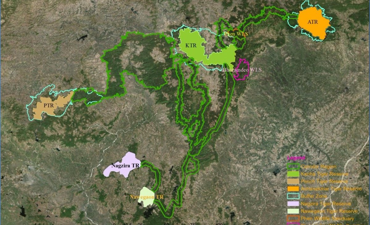 TrKanha's tweet image. 🌟 Exciting news! A tiger from @TrKanha spotted in @AchanakmarTR  🐅✨ Proof that our #corridors are alive &amp;amp; thriving, enabling #geneflow, reducing territorial conflicts, &amp;amp; ensuring #geneticdiversity. These natural pathways are vital for a sustainable #tigerfuture! 🌳💚