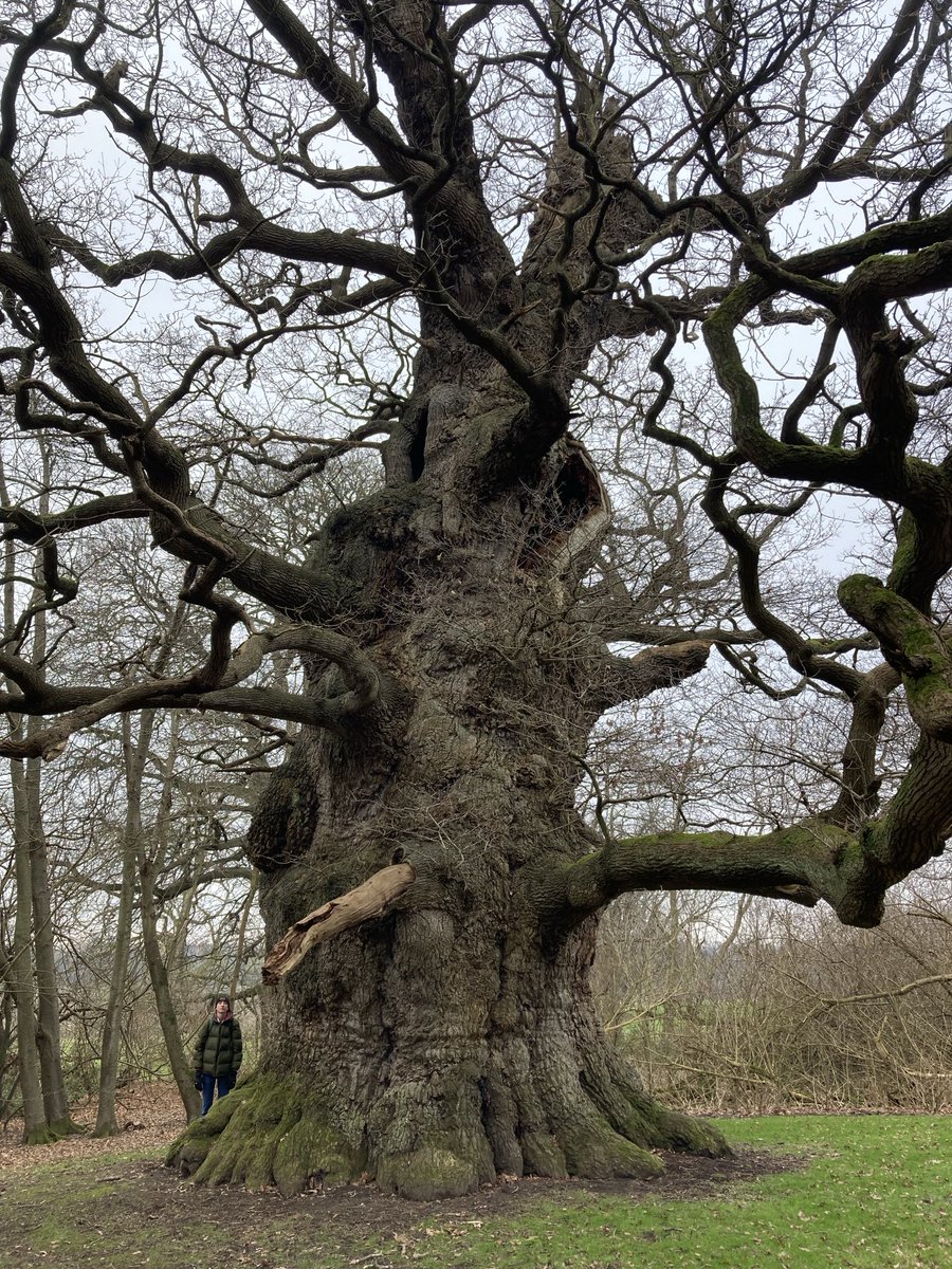 TheKentAcorn's tweet photo. My Son Oliver is 6 foot 4 inches and is standing beside Majesty, the Kingdom’s greatest oak. No, not 20 feet behind, right next to 🌳 https://t.co/dl3D6NtT5K