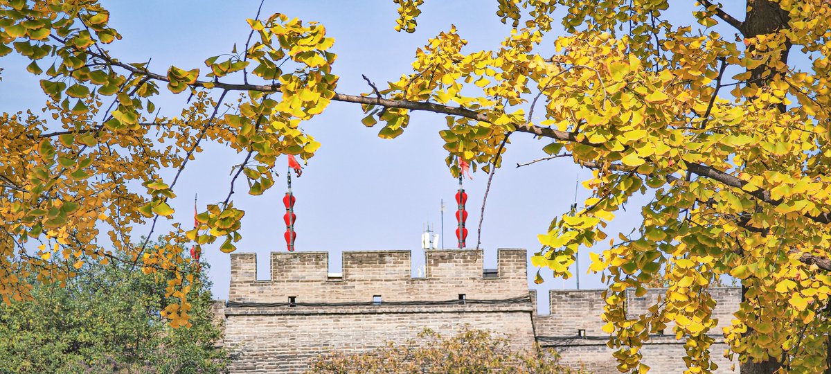 ziyiguo228988's tweet photo. Golden “winter” in Xi'an 🍂✨
Strolling under ginkgo trees, basking in the glow of history and nature blending perfectly. The ancient walls stand proud, framed by the colors of fall.2024.11
#XiAn #AutumnVibes #GinkgoMagic #CharmingShaanxi #photography
#ThursdayThoughts https://t.co/IgGpB6dg2R