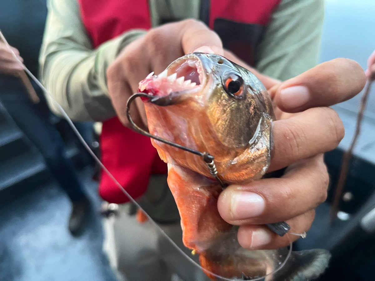 Jaw ready for this? Piranha fishing, at twilight on an Amazon headwater - and the most terrifying teeth since Nosferatu. 🎣<a href="/peru/">peru</a> <a href="/latauk/">LATA</a>