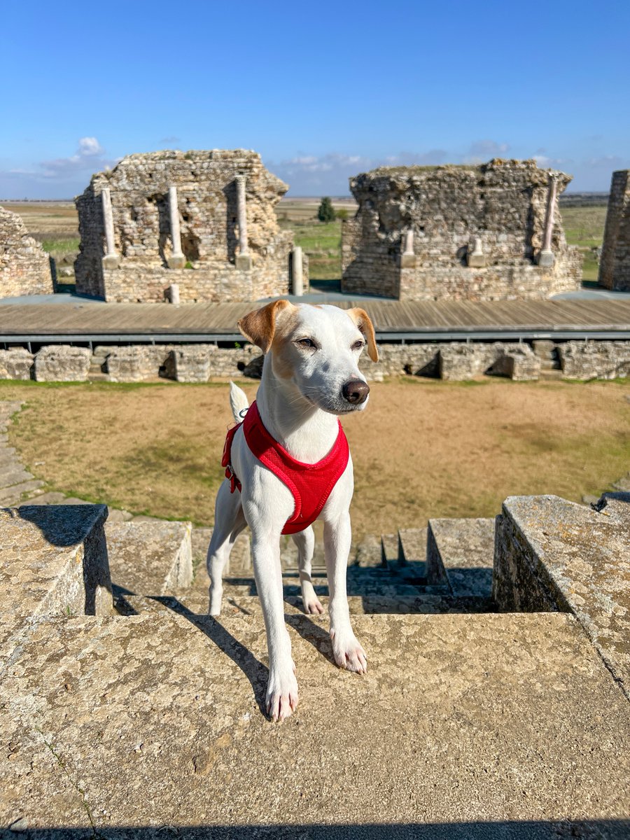 Pipper on tour tweet media