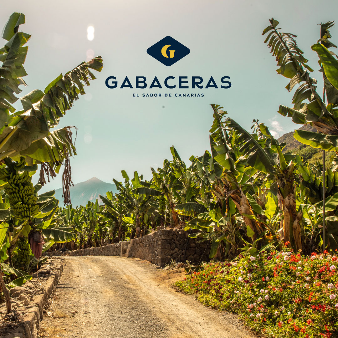 ¡Somos #ElSaborDeCanarias! Nuestros #Gabaceras crecen en #LaPalma, #Tenerife y #ElHierro, y el clima tan especial de las islas, con sol y temperaturas suaves y una humedad constante, le aporta a nuestro #plátano un sabor dulce y una textura cremosa que los diferencia del resto 🍌