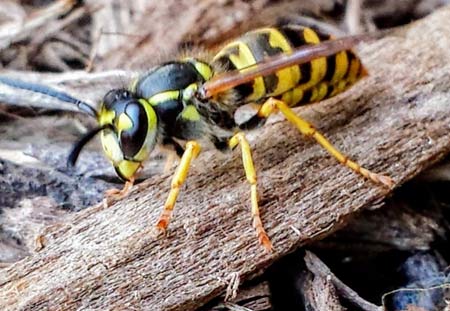 AriTheDumb's tweet photo. ‼️ BREAKING NEWS ‼️ WASP 13,001 JUST TRAVELLED THROUGH TIME‼️‼️ https://t.co/FgfYh46VWa
