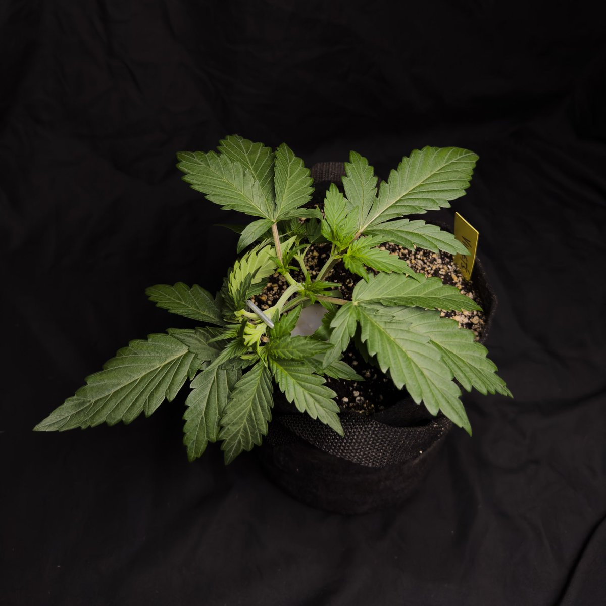 Violets Crinkle day 16.