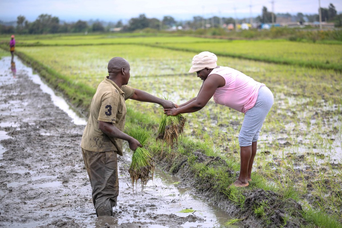 National Irrigation Authority tweet media