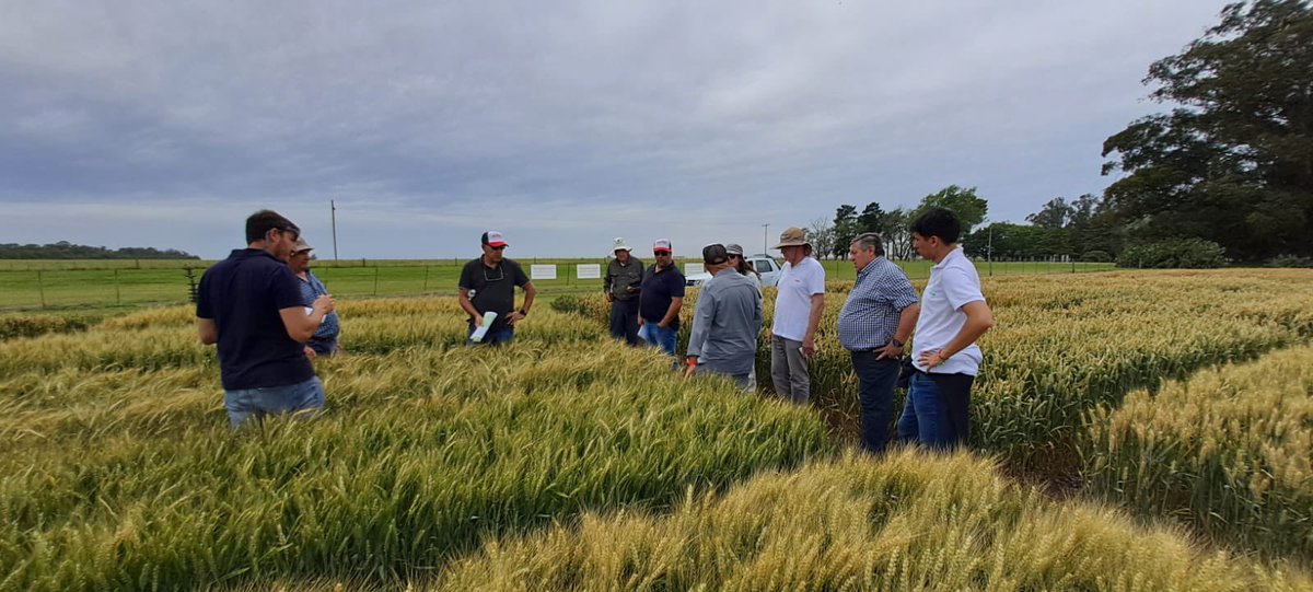 Buck Semillas tweet media