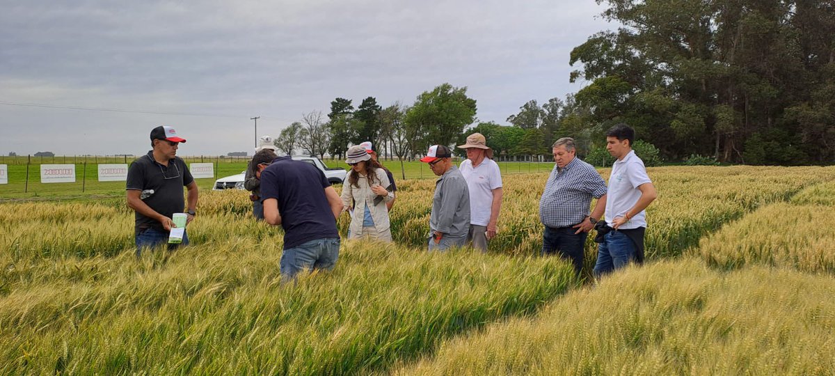 Buck Semillas tweet media