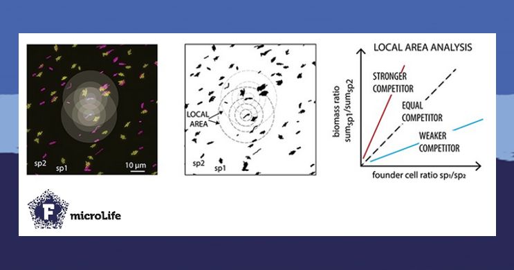 microLife (@microlifejrnl) on Twitter photo How do #bacteria compete and thrive together? 🦠✨ <a href="/eem_lab/">Jan van der Meer</a> uncovers surprising twists in P. putida & P. veronii #interactions, showing how substrate competition, #spatial positioning, and cell variability shape growth—and even defy predictions. <a href="/DMF_UNIL/">DMF UNIL</a>
academic.oup.com/microlife/arti… How do #bacteria compete and thrive together? 🦠✨ <a href="/eem_lab/">Jan van der Meer</a> uncovers surprising twists in P. putida & P. veronii #interactions, showing how substrate competition, #spatial positioning, and cell variability shape growth—and even defy predictions. <a href="/DMF_UNIL/">DMF UNIL</a>
academic.oup.com/microlife/arti…