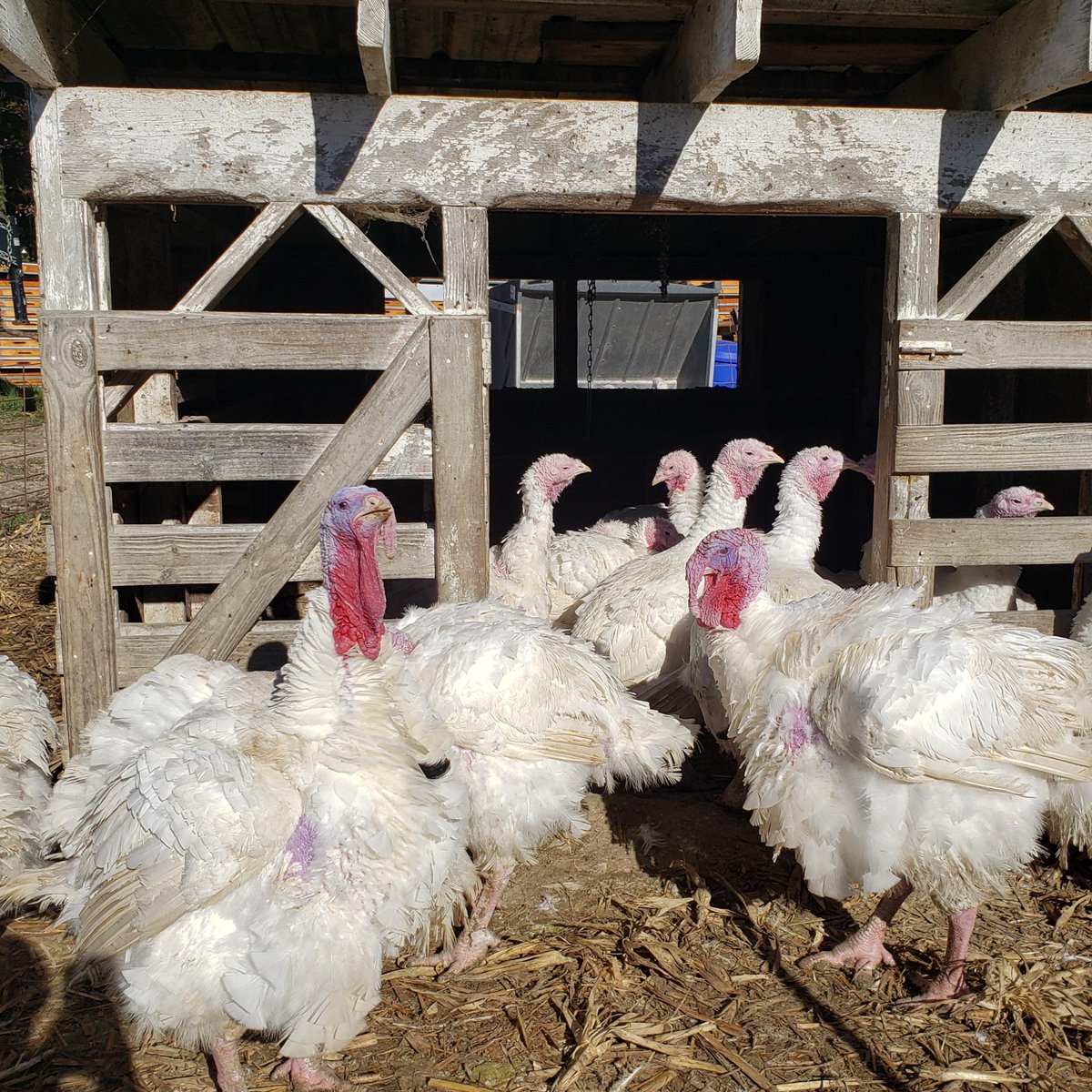 DEFarmBureau's tweet photo. π¦ HAPPY THANKSGIVING!
Did you know that your Thanksgiving dinner can be grown in Delaware? Learn more here: https://t.co/D8ms9QNEBr. Don't forget to support your local farmers this Holiday season!
.
.
.
#DelawareFarmBureau #Thanksgiving #Delaware #Agriculture #DEFB #Farming https://t.co/rrsJnuTooU