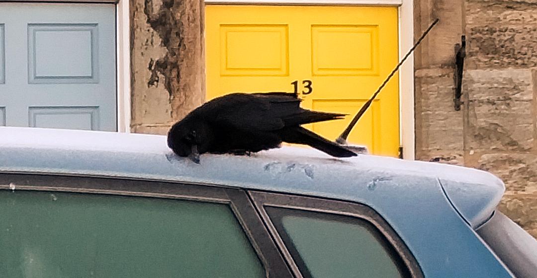 RayFrench15's tweet image. Crow rubbing itself on the frost crusted roof of a car. Boy, was he enjoying himself on that car.