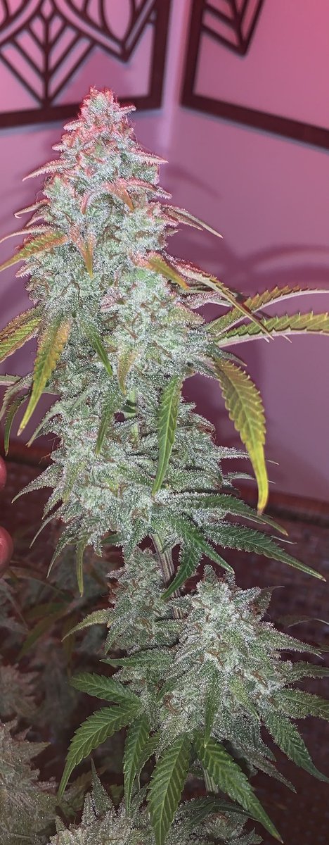 Mango Smile x Grape Crinkle from Mephisto Genetics. #WeedLovers #cannabiscommunity