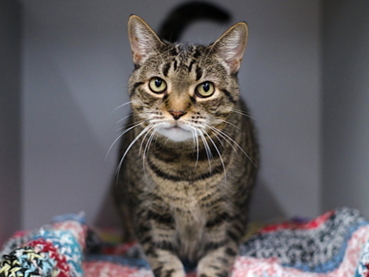 LOVE_CATS_ONE's tweet image. 🆘🆘 for poor Spek 12 yo since 58 days in Queens ACC 🔥🔥🔥🔥
🚨Senior Alert 🚨

Owner surrender 😿

Spek is an obese cat stuck in a little cage since 58 days 🆘🆘🆘💔😿🔥🚨

Please RT or plage if you can to save her life 😿💔🚨 Thank you

nycacc.app/#/browse/211373