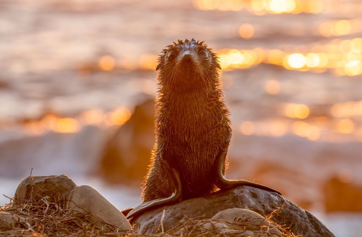 Ocean Conservancy (@ourocean) on Twitter photo Today and every day, we're thankful for:
🌊 Our ocean and all it provides
🌎 Our passionate colleagues who are committed to protecting our blue planet
💙 YOU!
Your support enables us to protect our ocean, forever and for everyone. #HappyThanksgiving from <a href="/OurOcean/">Ocean Conservancy</a>! 🌅 Today and every day, we're thankful for:
🌊 Our ocean and all it provides
🌎 Our passionate colleagues who are committed to protecting our blue planet
💙 YOU!
Your support enables us to protect our ocean, forever and for everyone. #HappyThanksgiving from <a href="/OurOcean/">Ocean Conservancy</a>! 🌅
