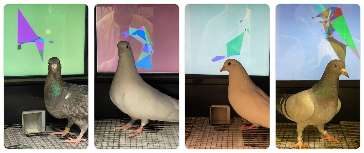 AaronBlaisdell's tweet photo. GM and Happy Thanksgiving from the Pigeon Art Studio! https://t.co/Wo6I9Zolrt https://t.co/Sksklobh7R
