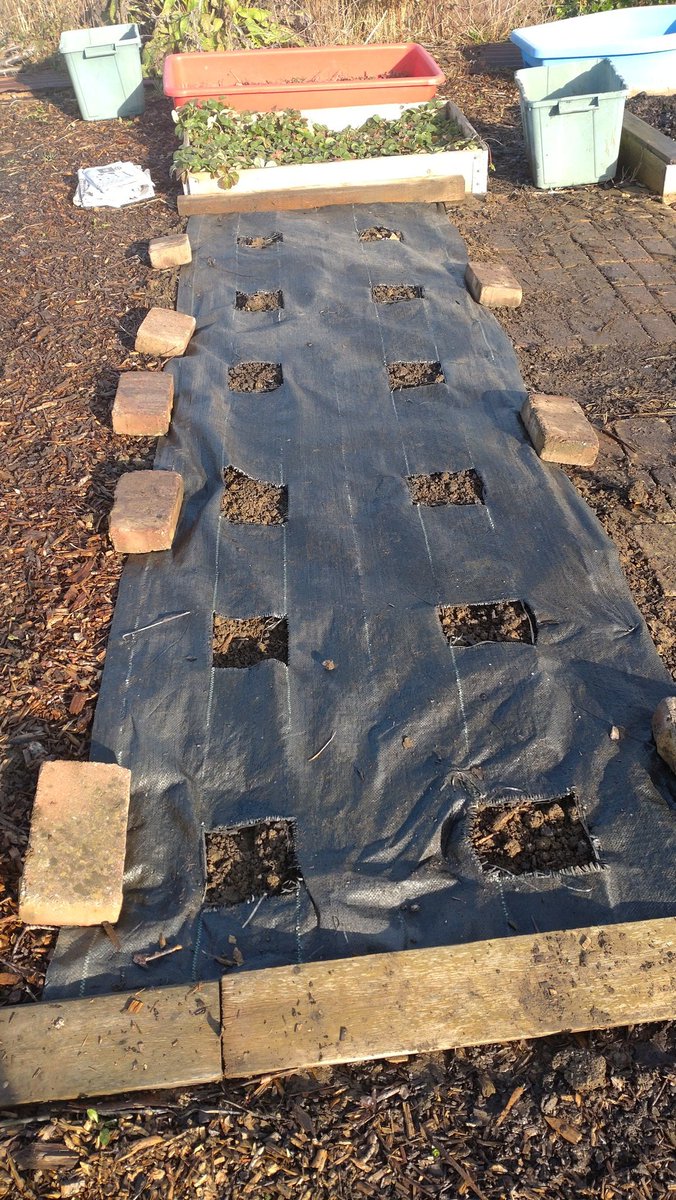 SLOAllotment's tweet photo. Down the #Allotment for just over an hour. Louise doing most of the graft. The Elbow is getting better. Cleared the last pots bed thinking they would be rotten but got a few still ok. Re- mulched an area and did a bit turning over on a few beds. https://t.co/YJ6zGg5MXG