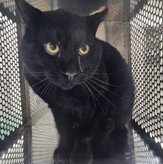 🆘緊急🆘#拡散希望
🆘公示満了12/2(月)🆘
11/27(水)#夏見
小型(5kg未満)♂#黒猫
🆘大至急‼️🆘🙇🏻‍♂️
#船橋市 動物愛護指導センター℡0474353916
#迷い猫 #迷子猫 #保護猫 #収容猫 #猫 #クロネコ #くろねこ #黒ネコ #黒ねこ #黒 #黒猫同盟 #夏見台 #海神 #本町 #旭町 #行田 #金杉 #市場 #山手 #西船 #千葉県